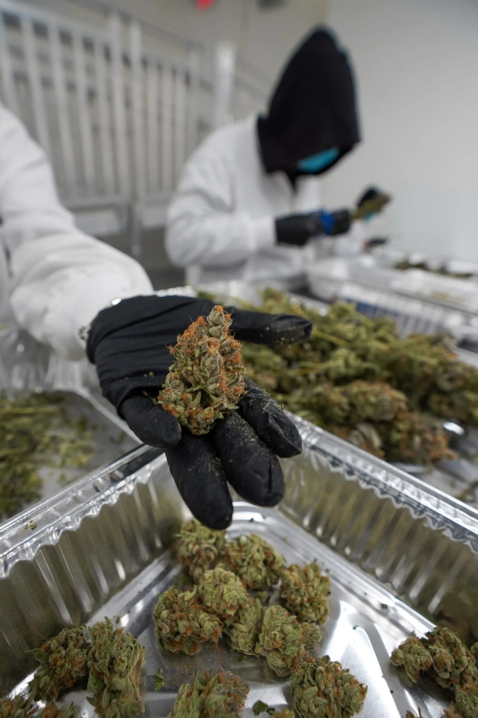 A gloved hand holding up one bud over trays of trimmed flower