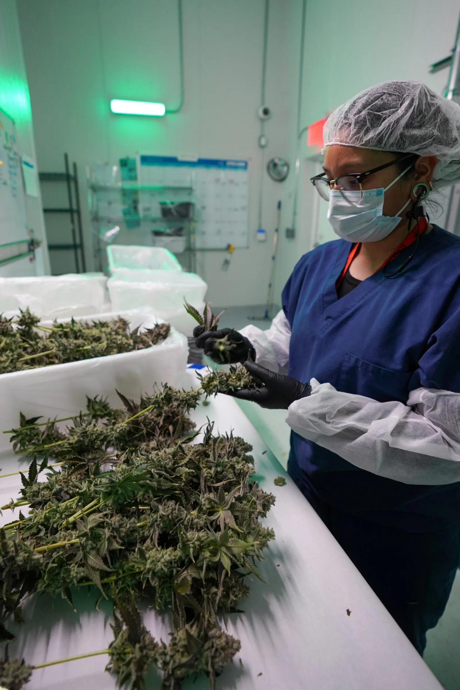 A trimmer in a hairnet, mask and gloves at a table of harvested plants