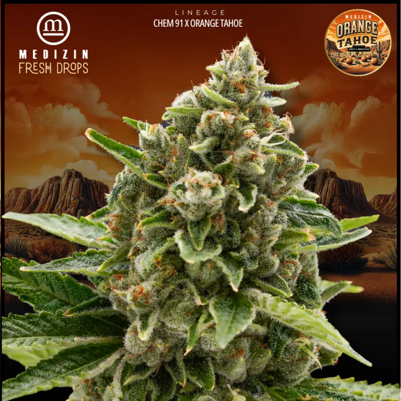 Medizin Orange Tahoe 14g Prepack