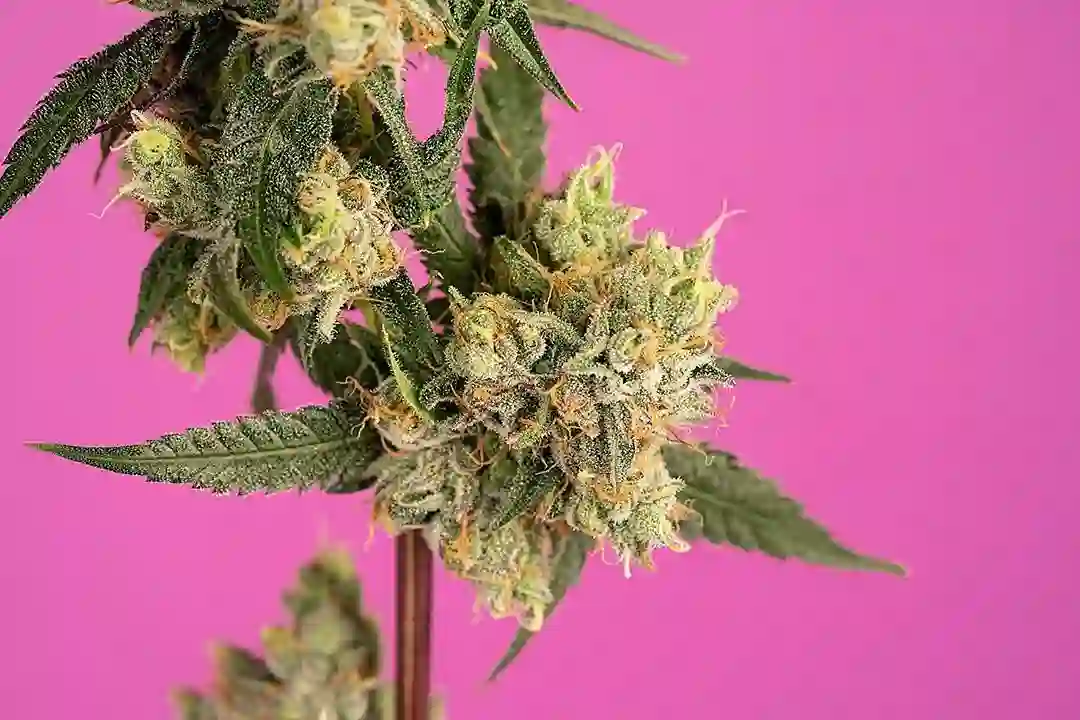 Cannabis Strain Basics: Indica, Sativa, and Hybrid