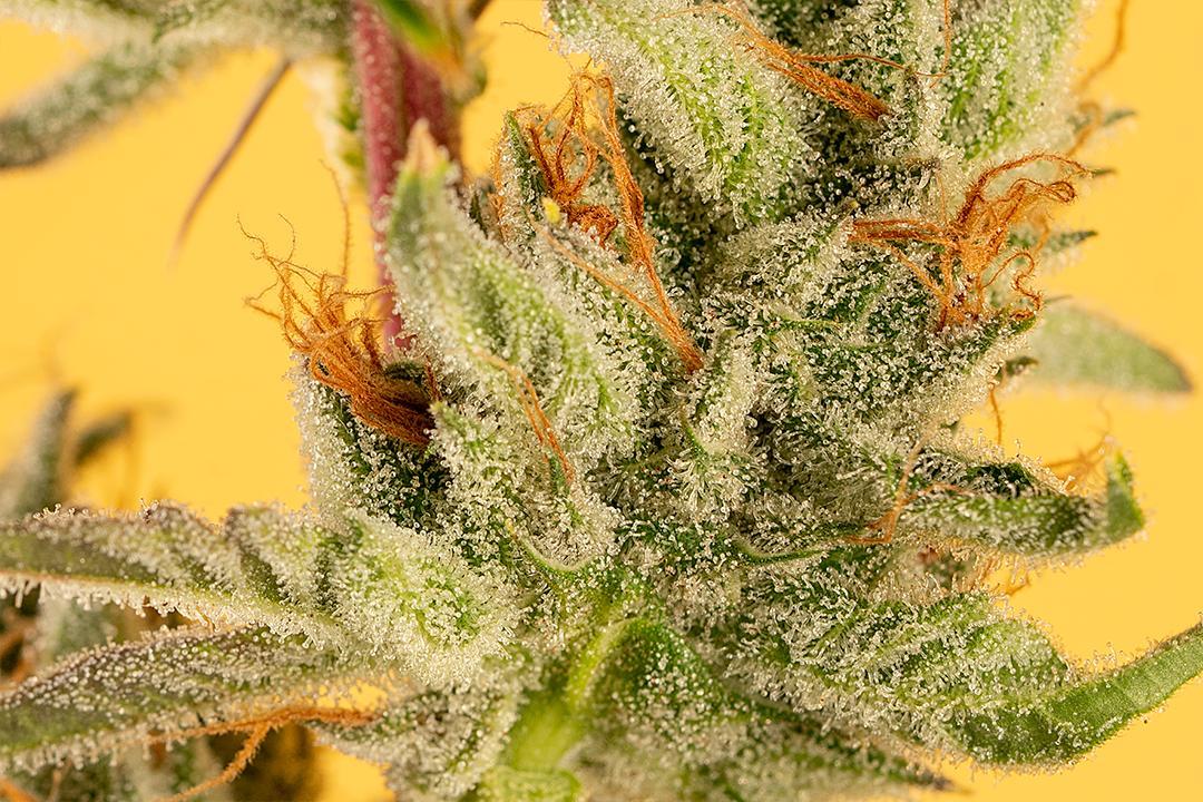 Haze, Skunk, and Kush: Cannabis’ Foundation