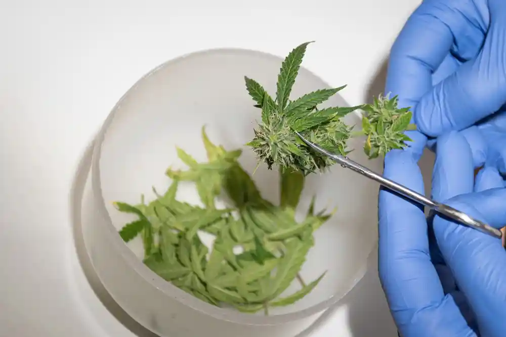 Should You Use Cannabis If You’re Having Surgery?