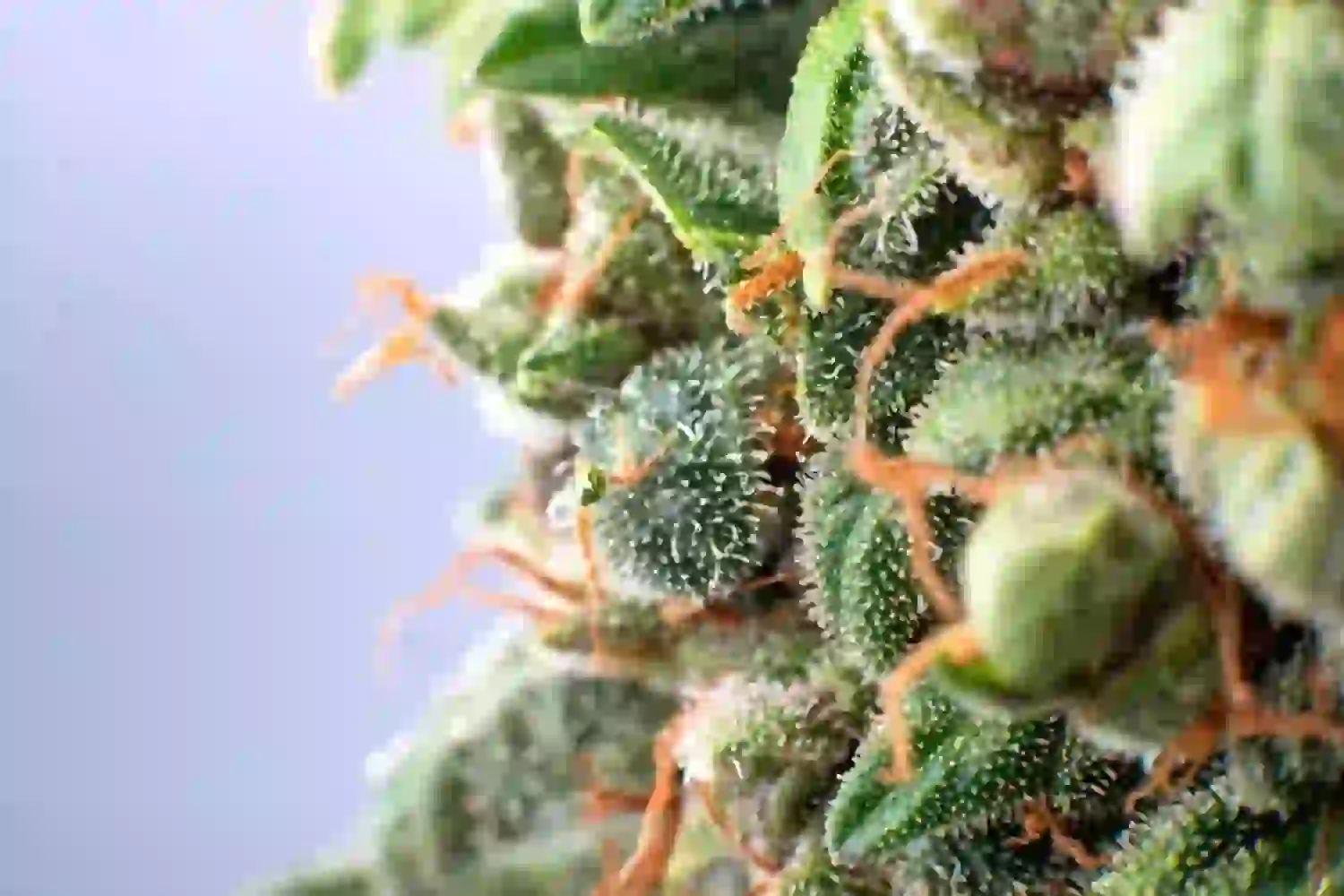 The Only Wedding Cake Hybrid Cannabis Strain Guide