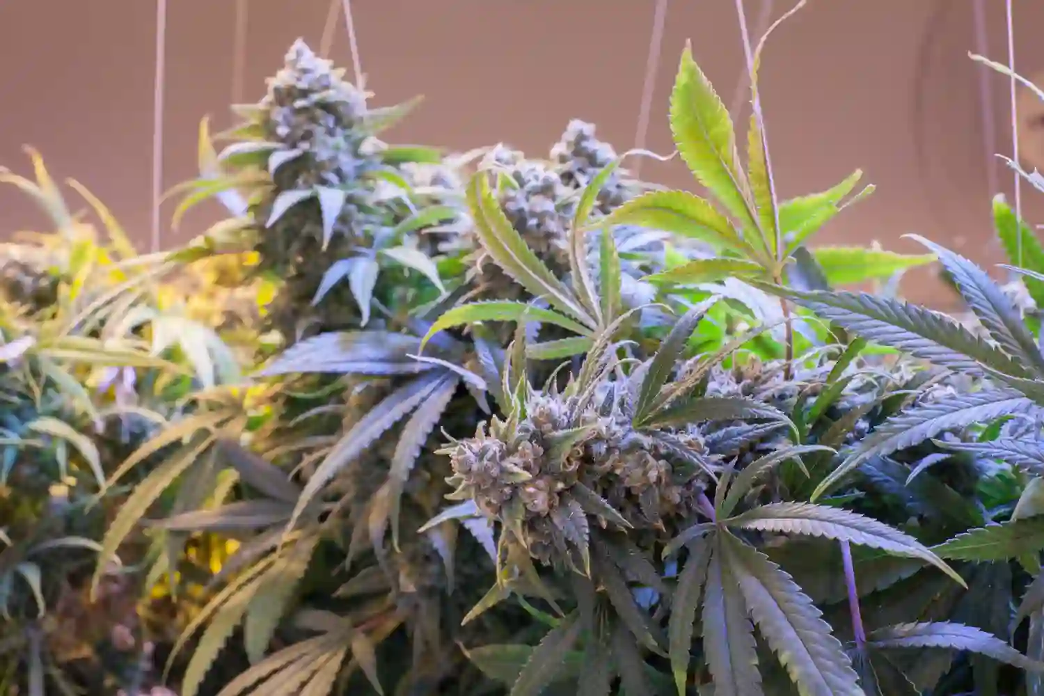 Jack Herer: Discover the Revolutionary Cannabis Strain