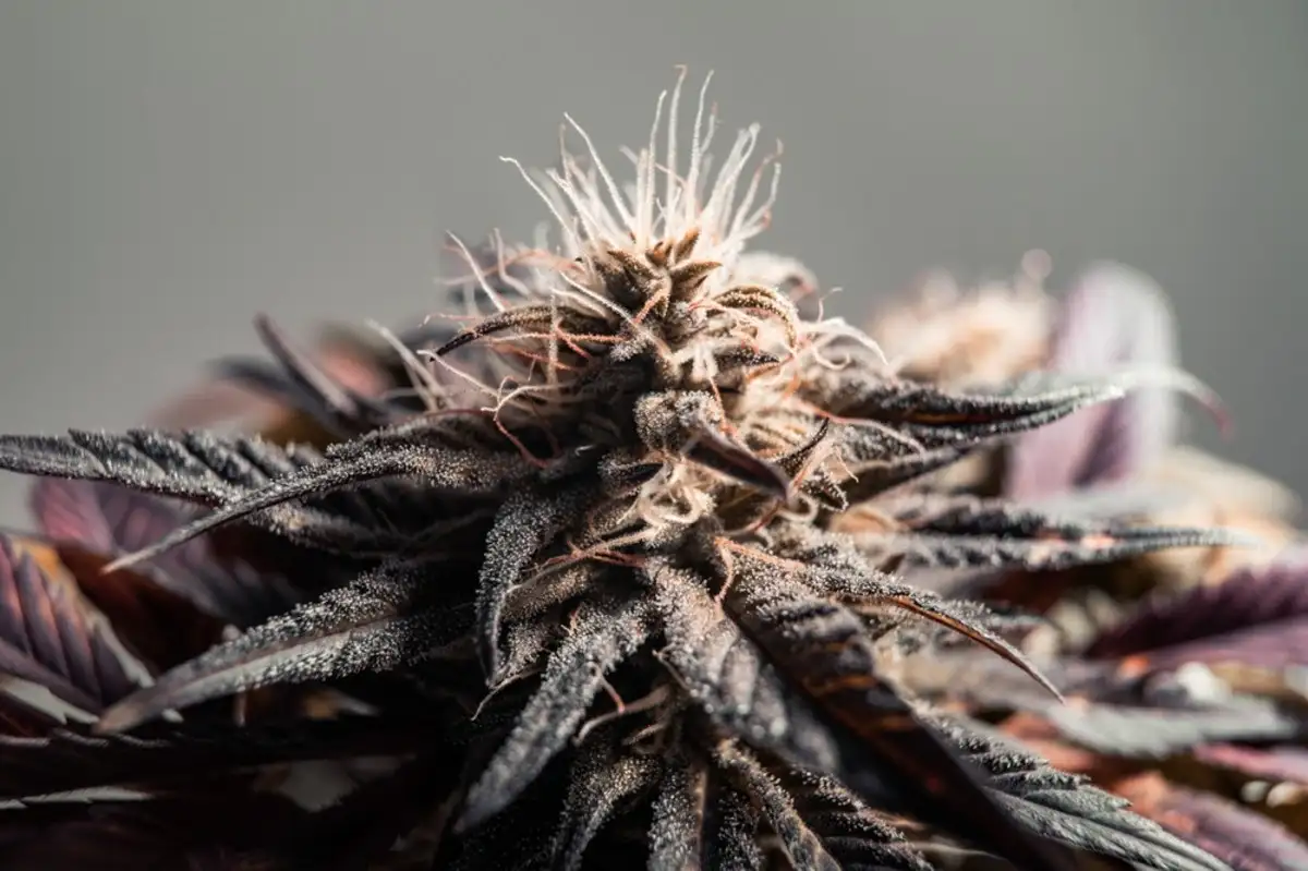THE Only Grandaddy Purple Cannabis Strain Guide