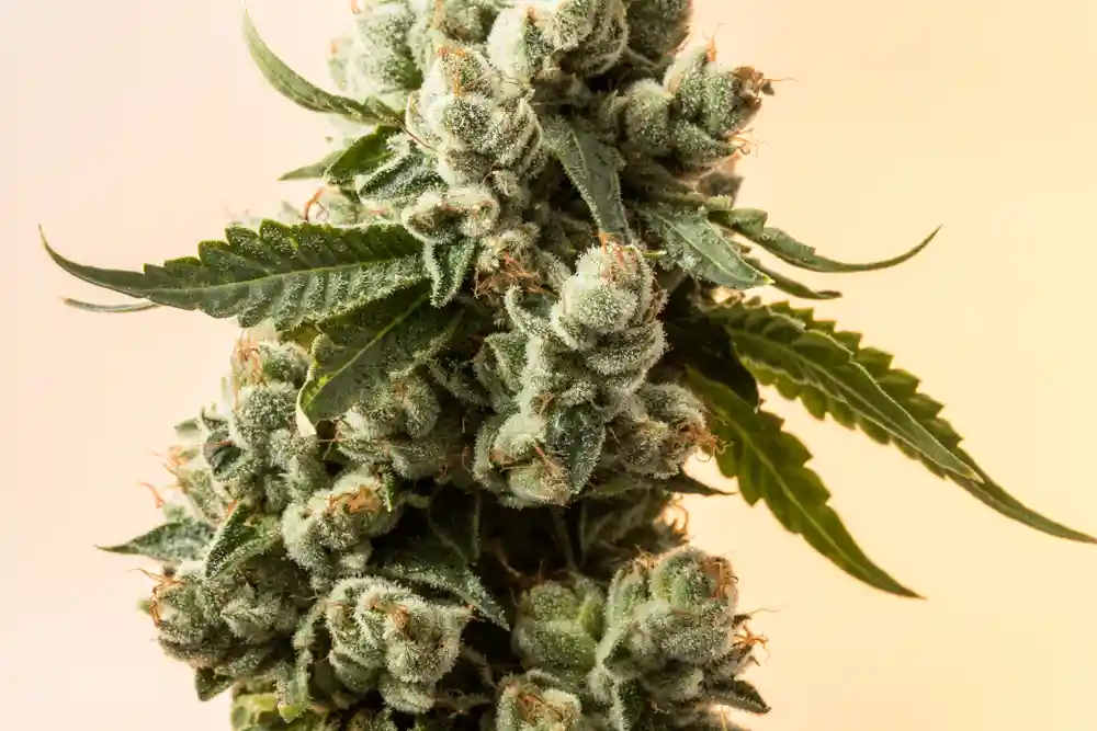 Top 5 Indica Strains to Try in 2022