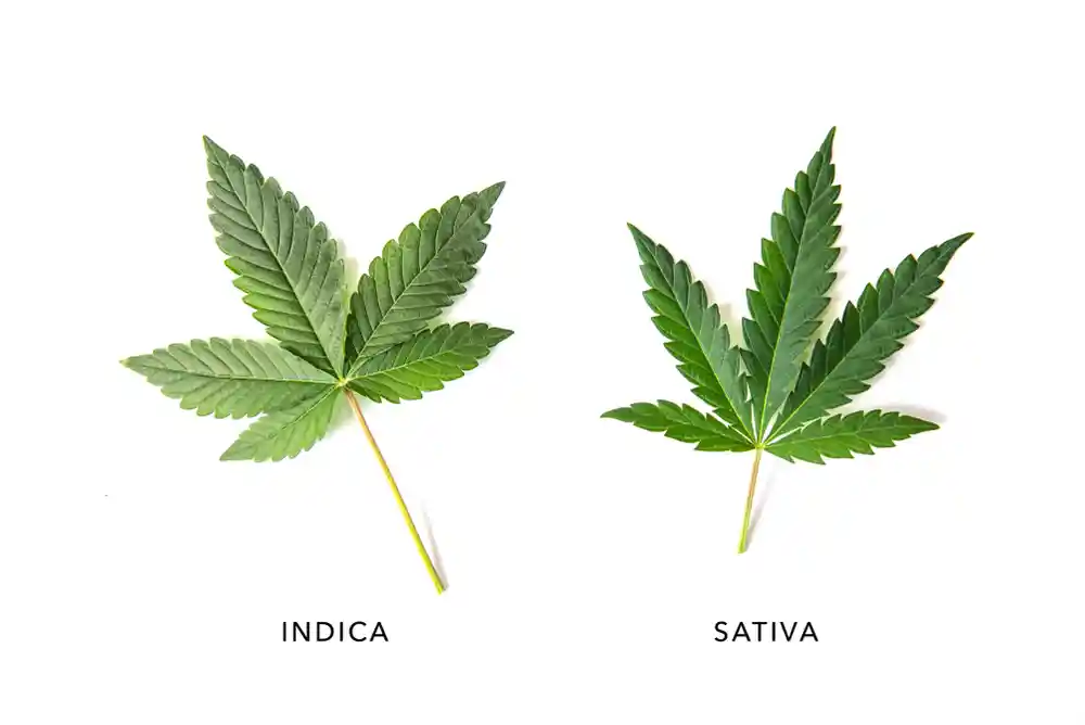 Where Do You Belong?: Cannabis Strains Regularly Questioned