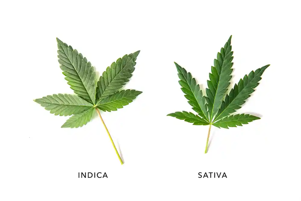 Indica or Sativa?: 4 Strains People Usually Confuse