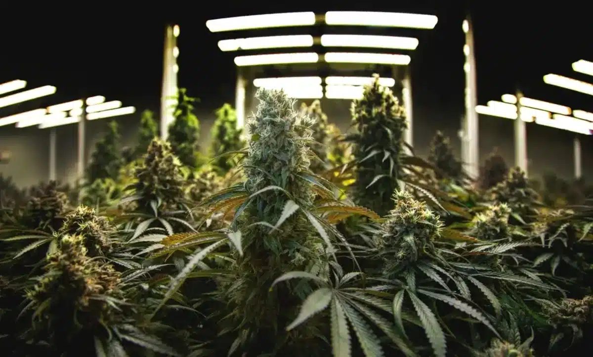 growing cannabis indoors