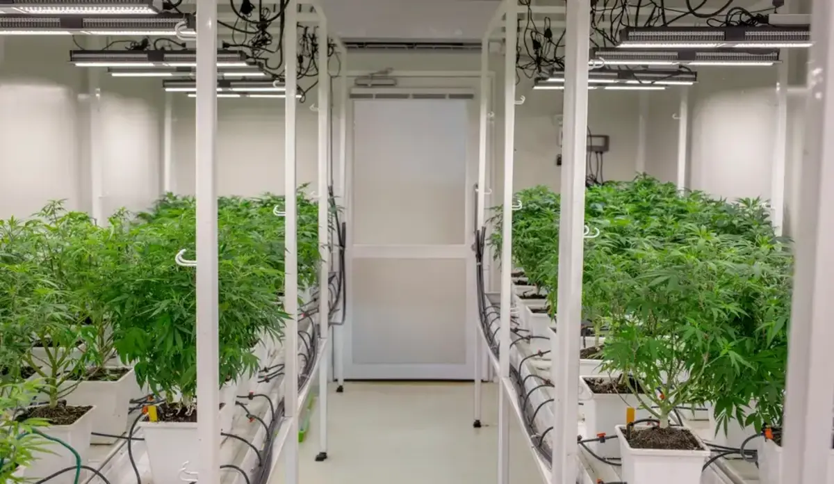 Cannabis growing in a laboratory