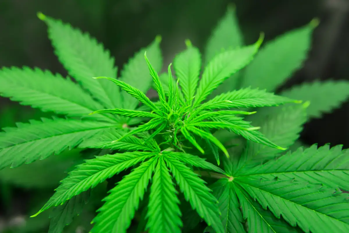 Cannabis plant