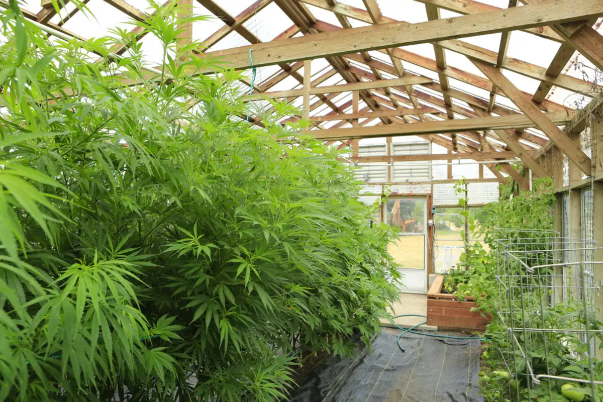 Growing cannabis inside