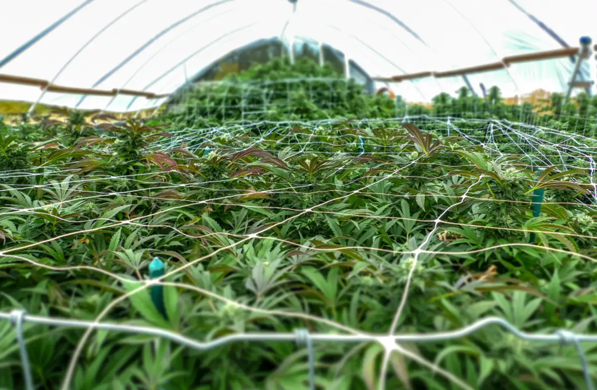 Inside of a cannabis greenhouse