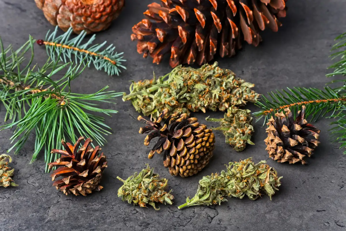What You Need to Know About Jack Herer Strain
