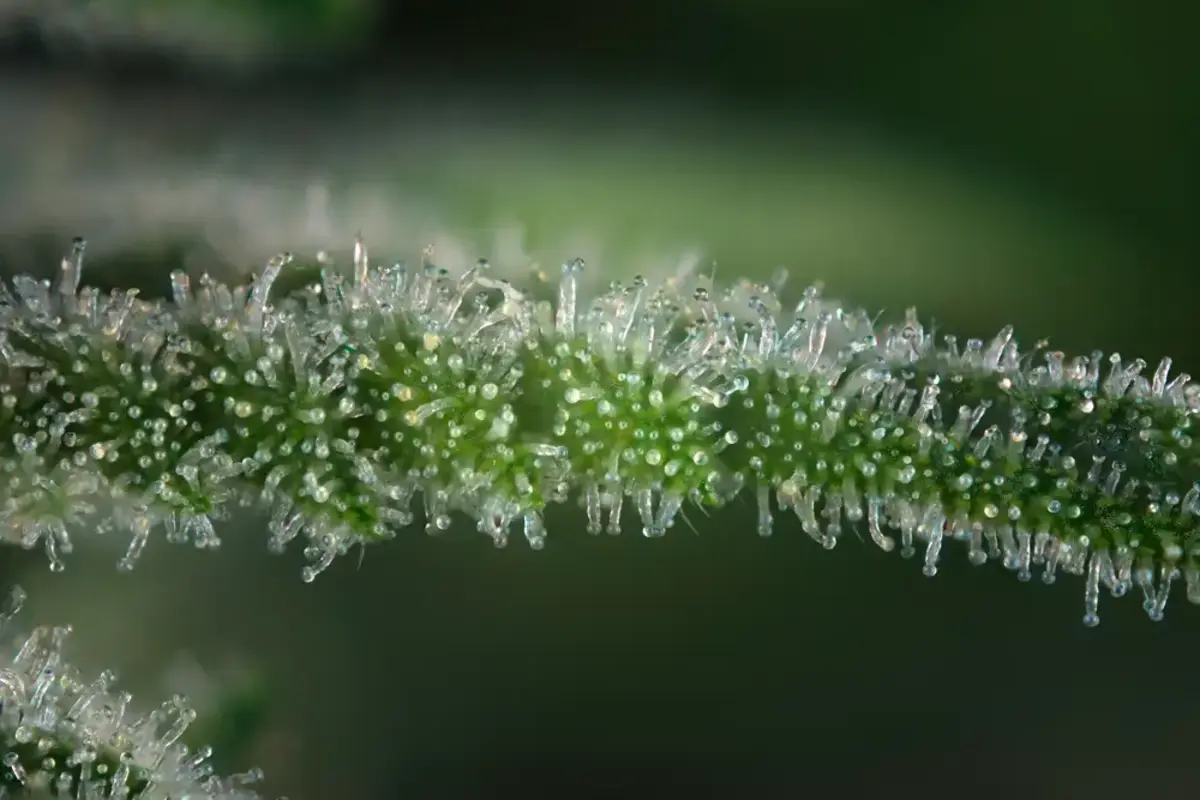 Trichomes in Cannabis plant
