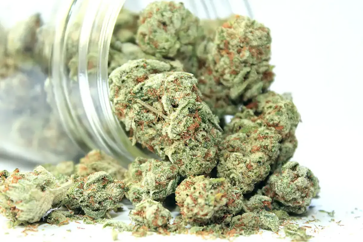 cannabis flowers in a jar