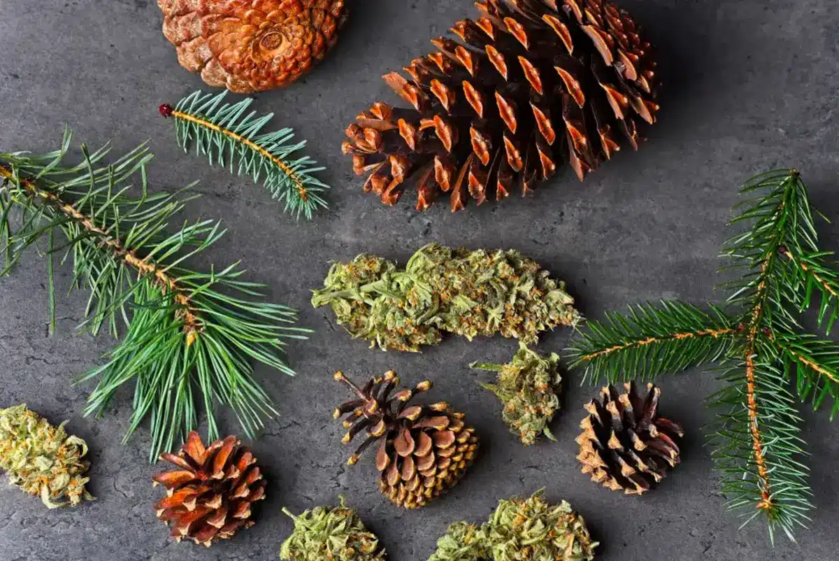 cannabis leaves and pine leaves and cones