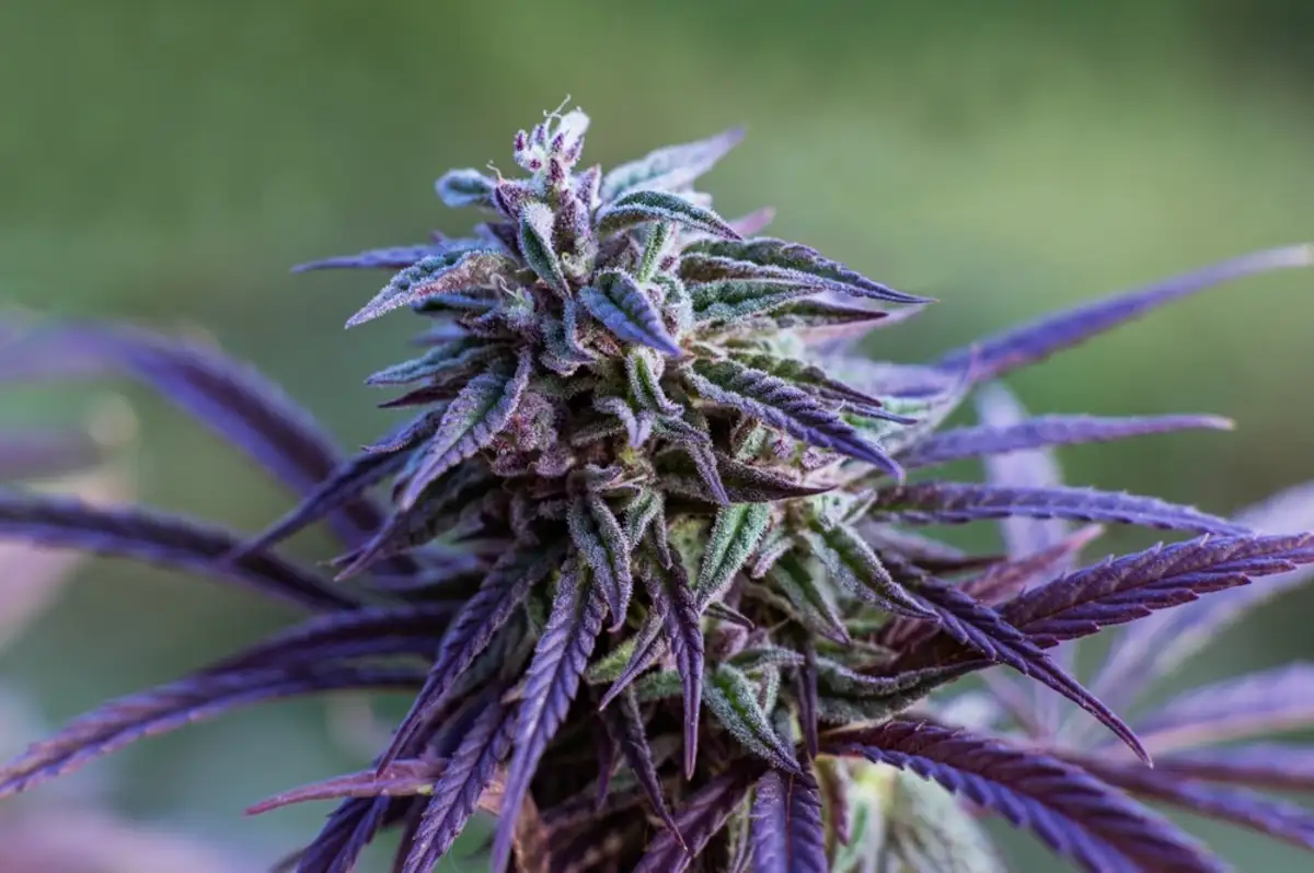Explore the World of Purple Cannabis Strains