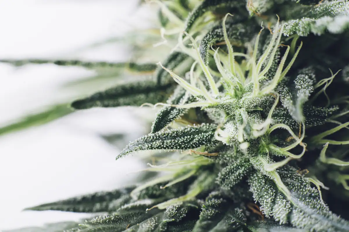 cannabis strain