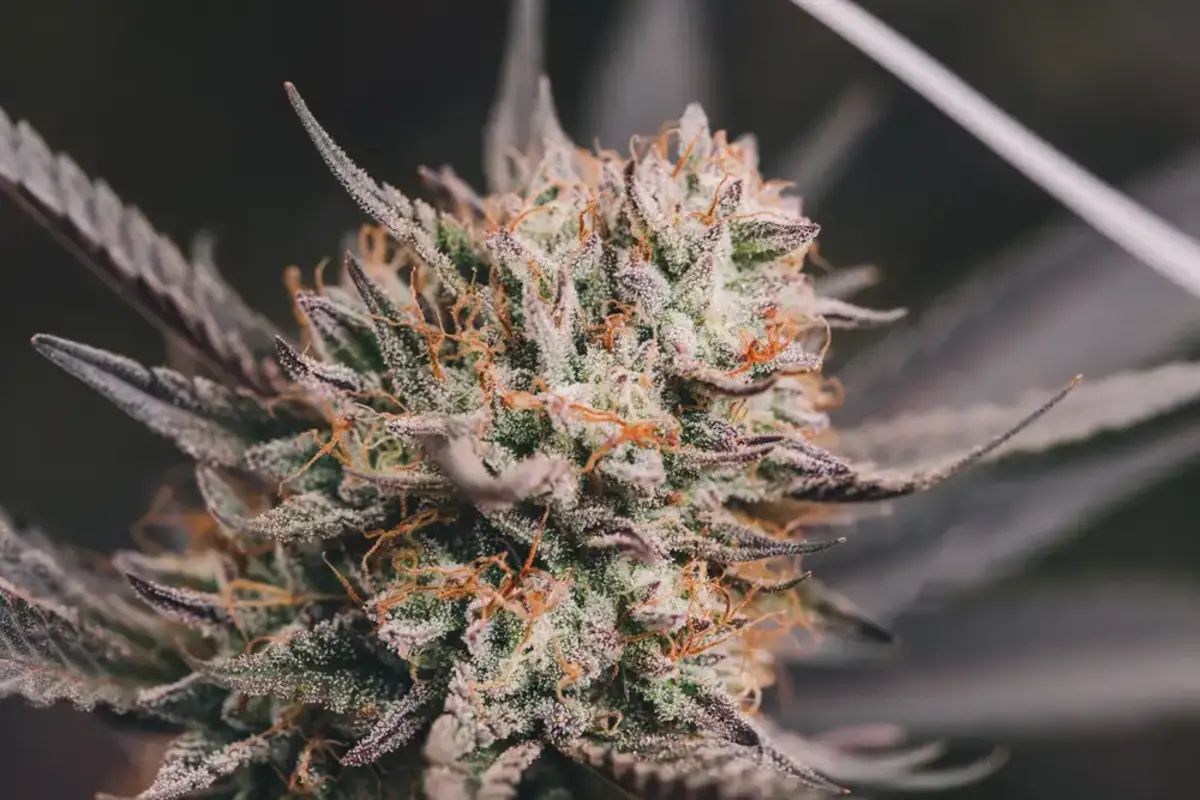 close up of cannabis plant