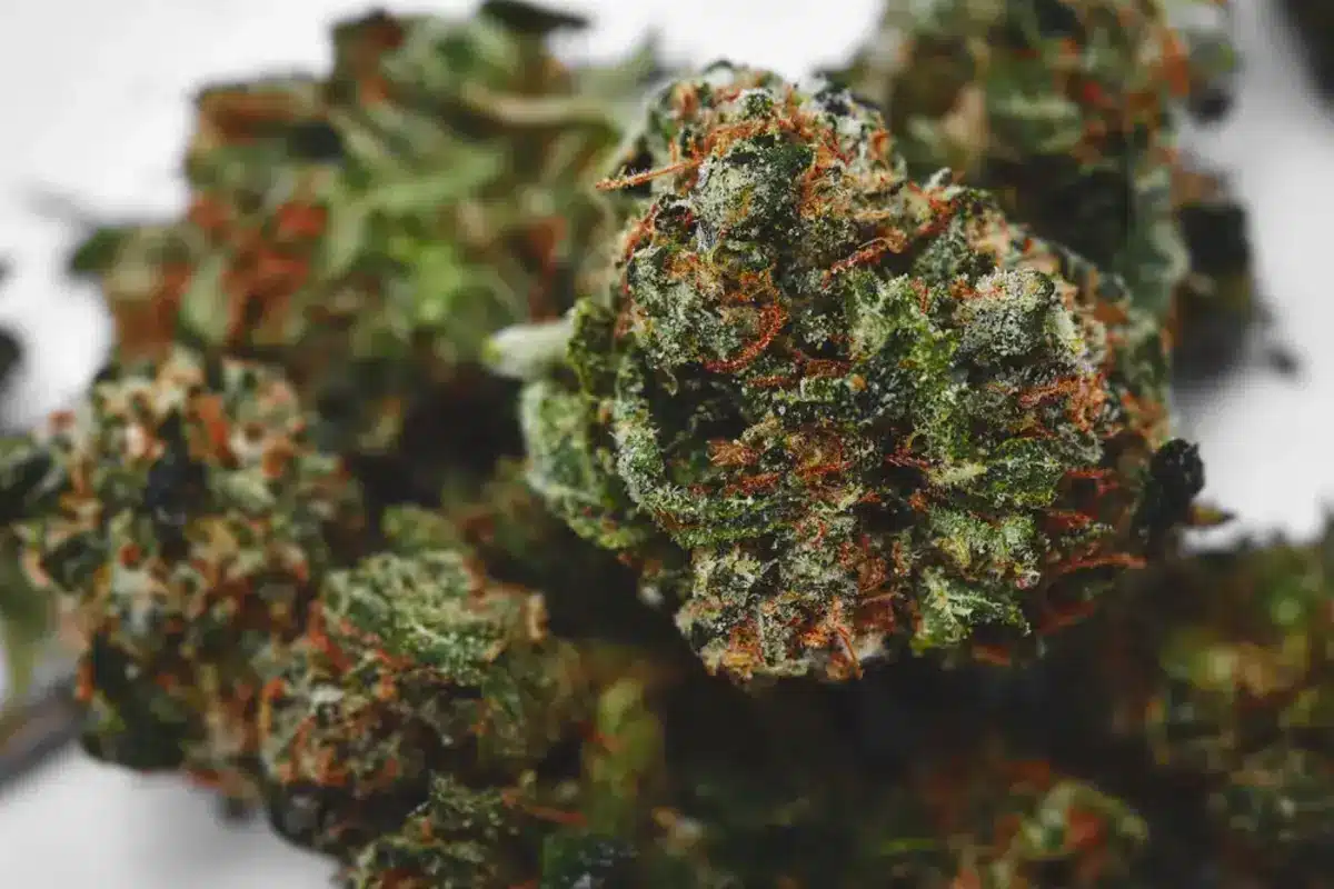 Bruce Banner Strain: Unleash the Incredible Hulk In You