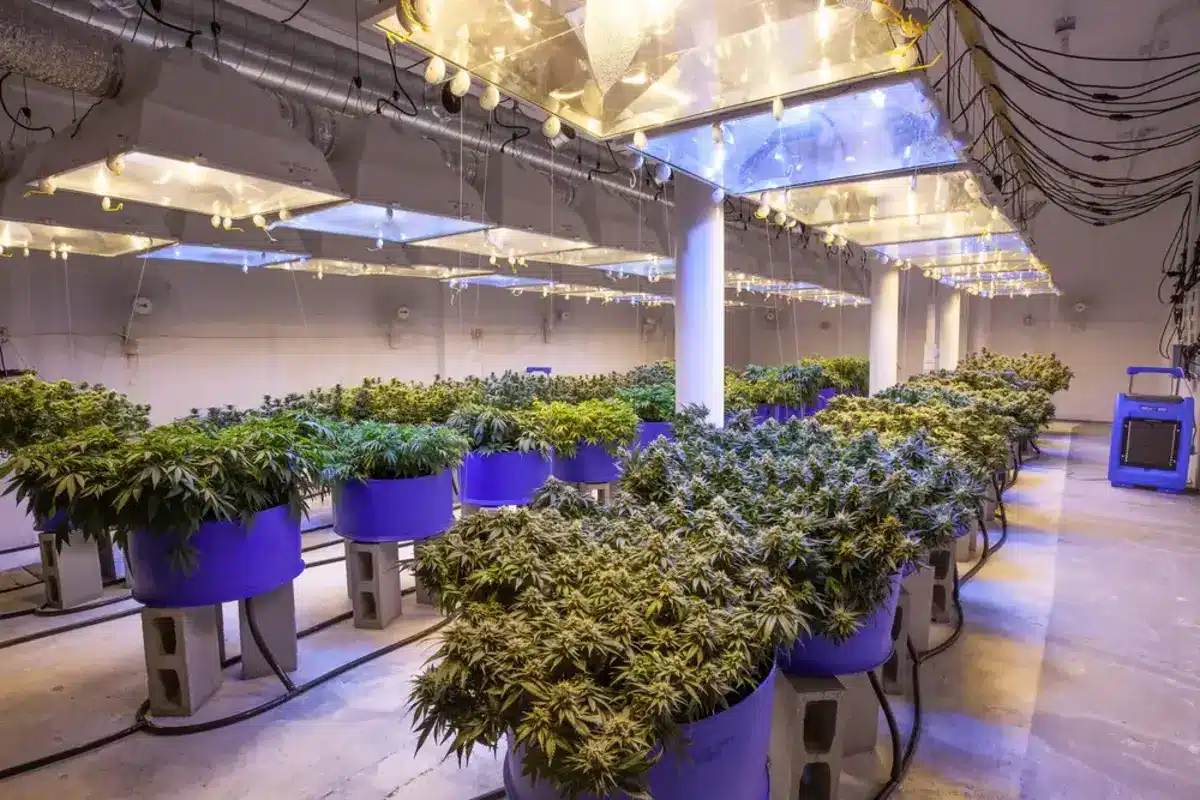 growing cannabis indoors