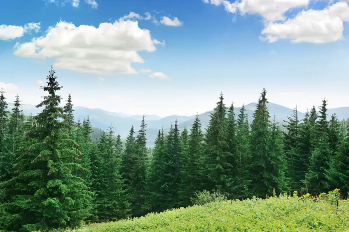landscape with pine trees