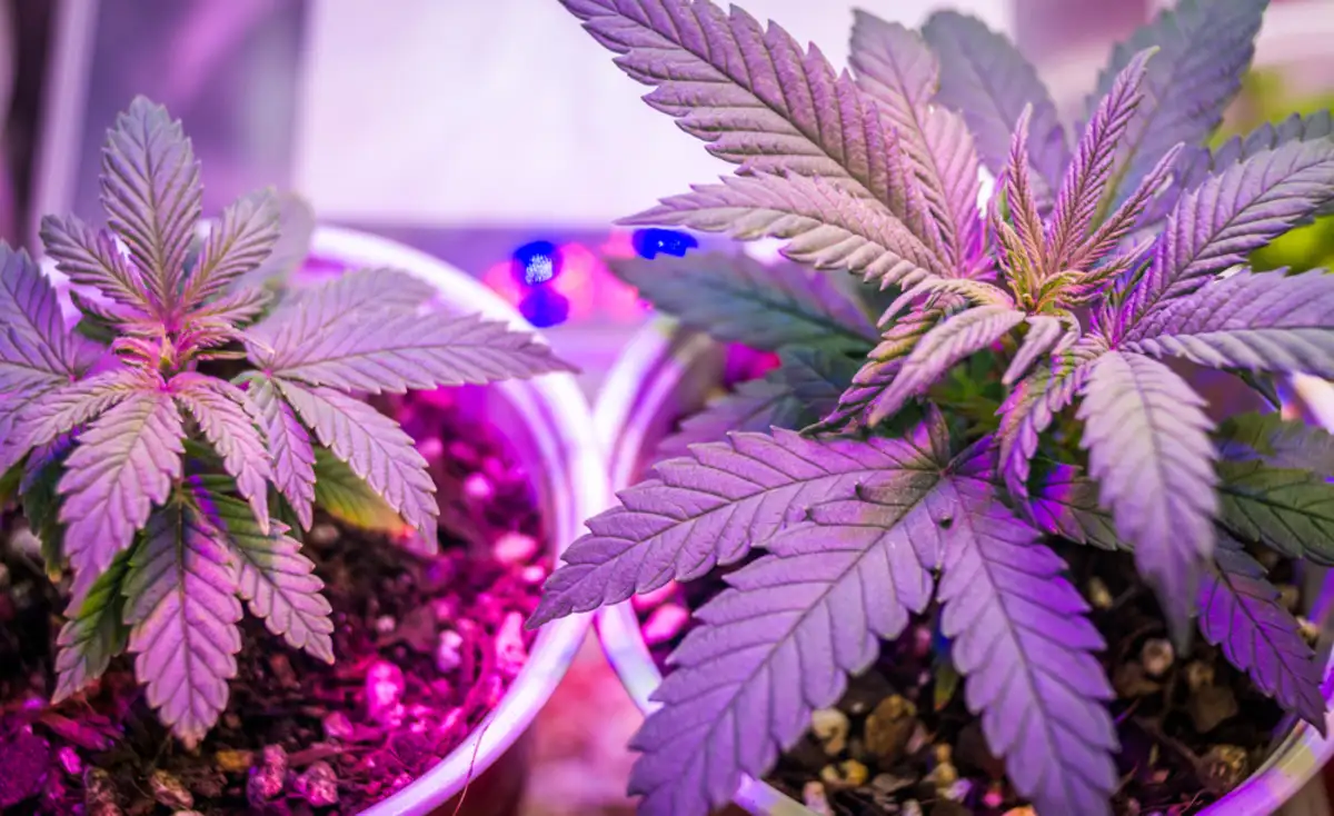 purple cannabis plant