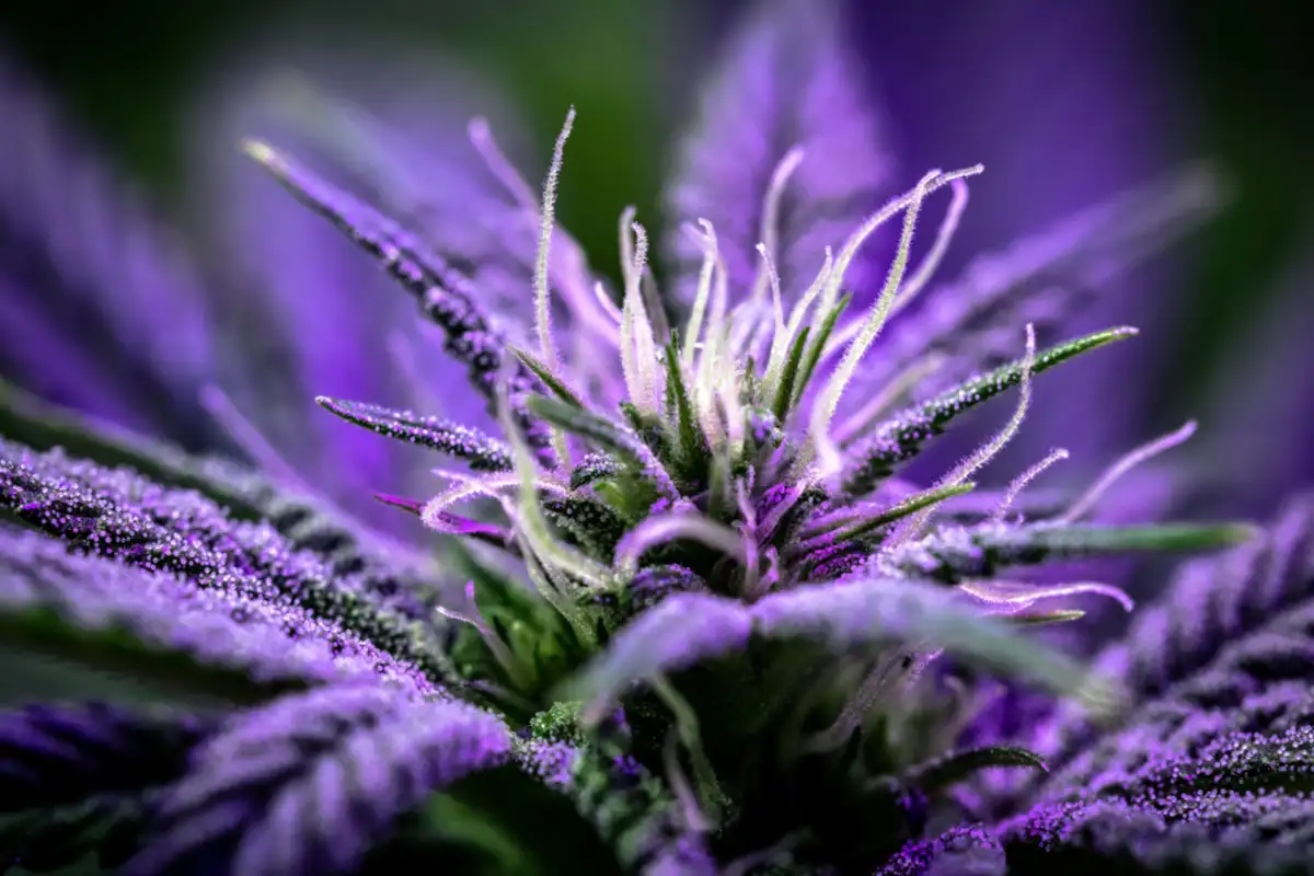 purple cannabis plant