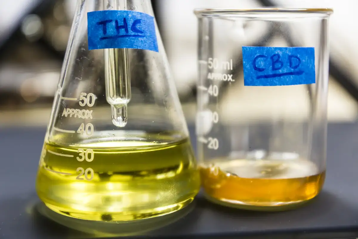 A Complete Exploration of THC vs CBD – Pt 1