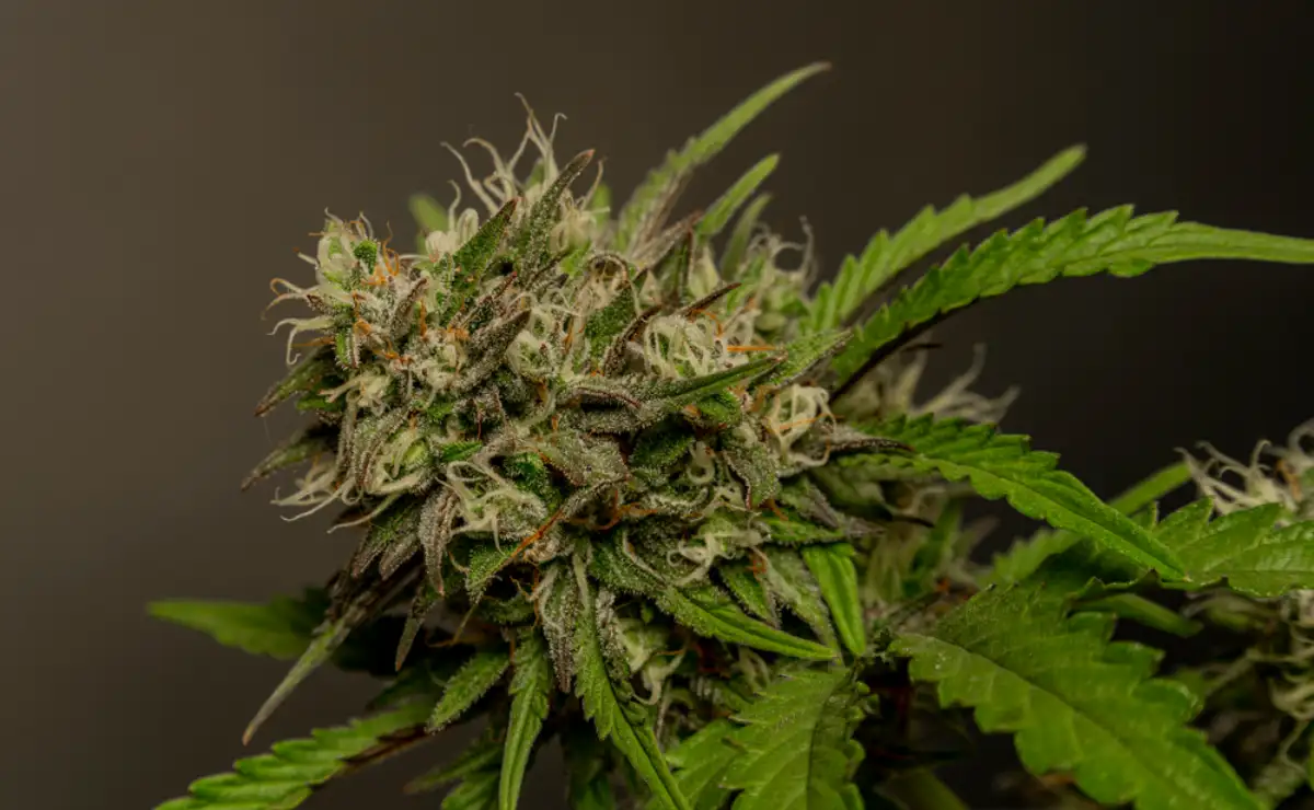 Bubba kush automatic marijuana flower with black grey tiedye background