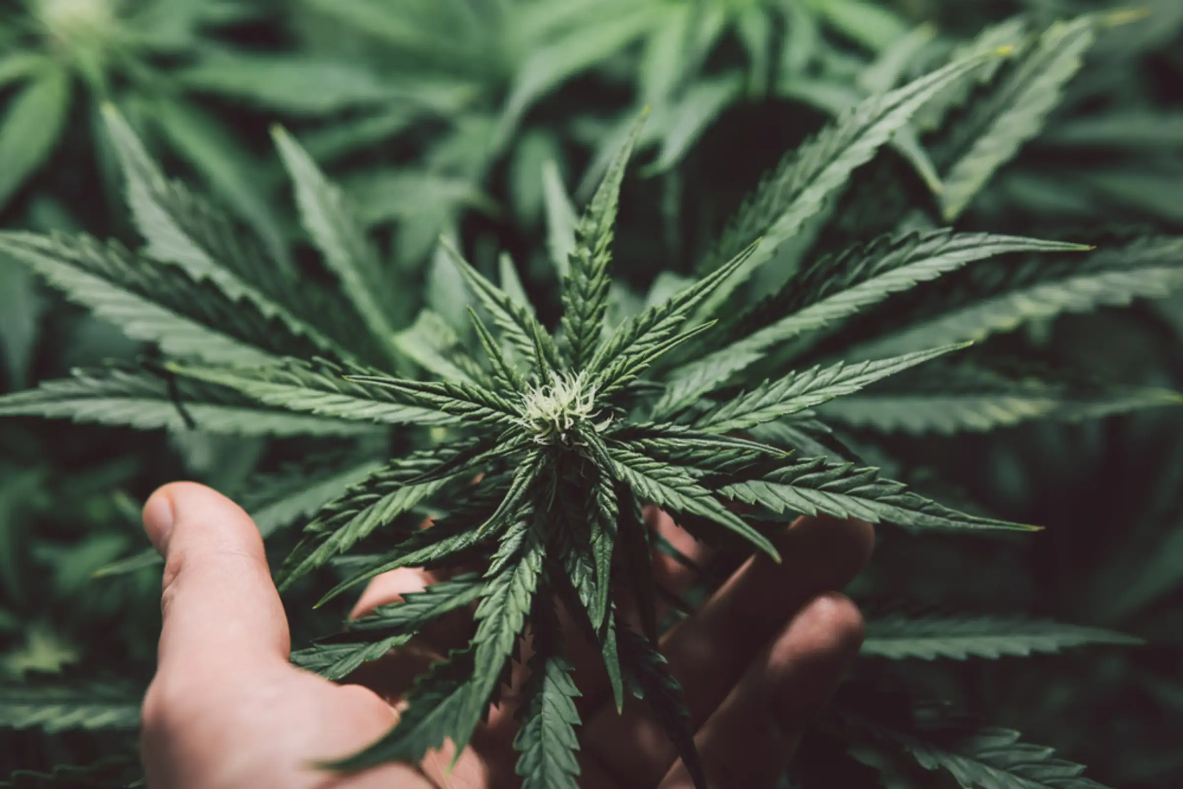 Cannabis Plants