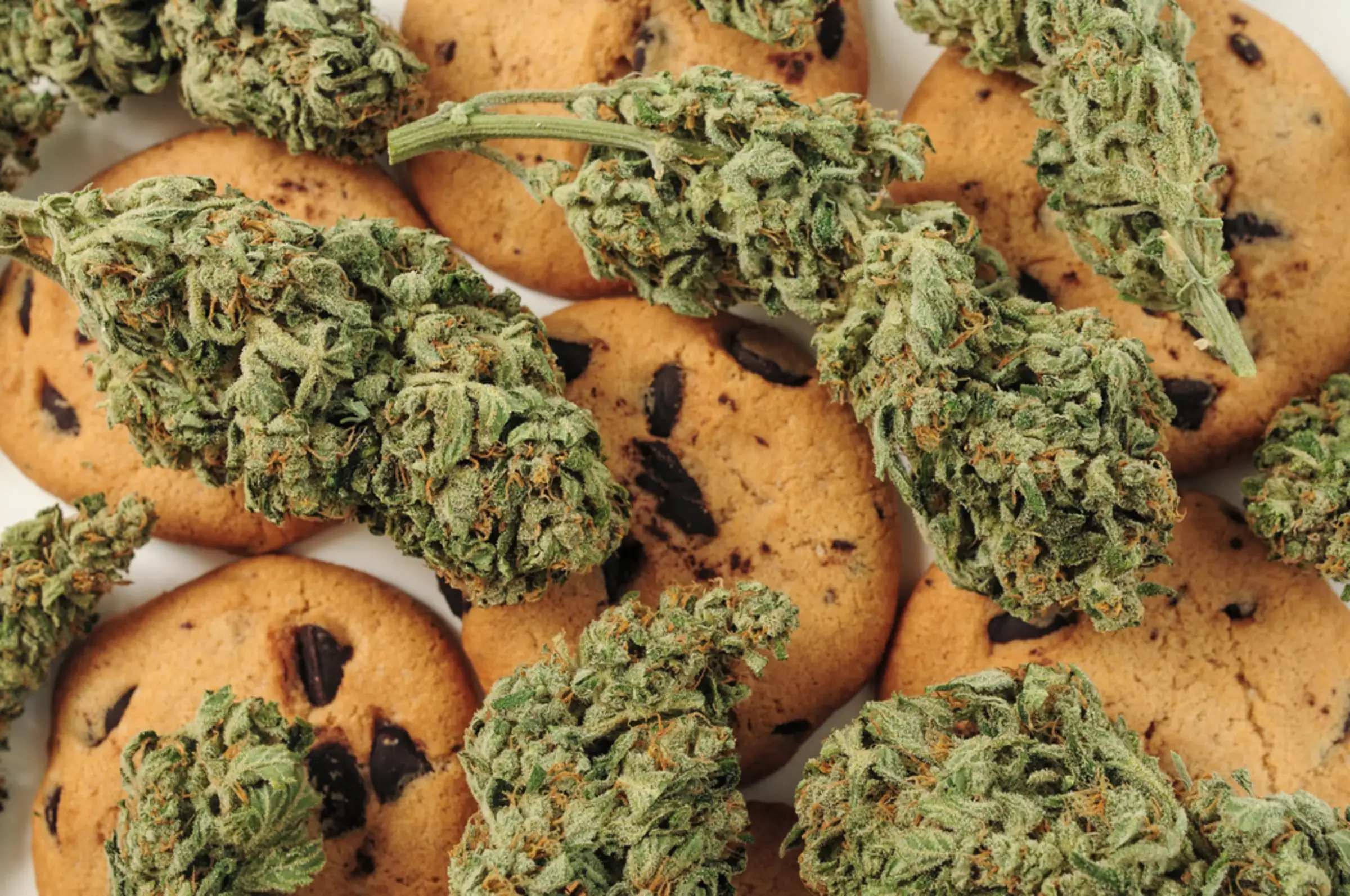 A Guide to the Biscotti Strain: Origins, Genes and More