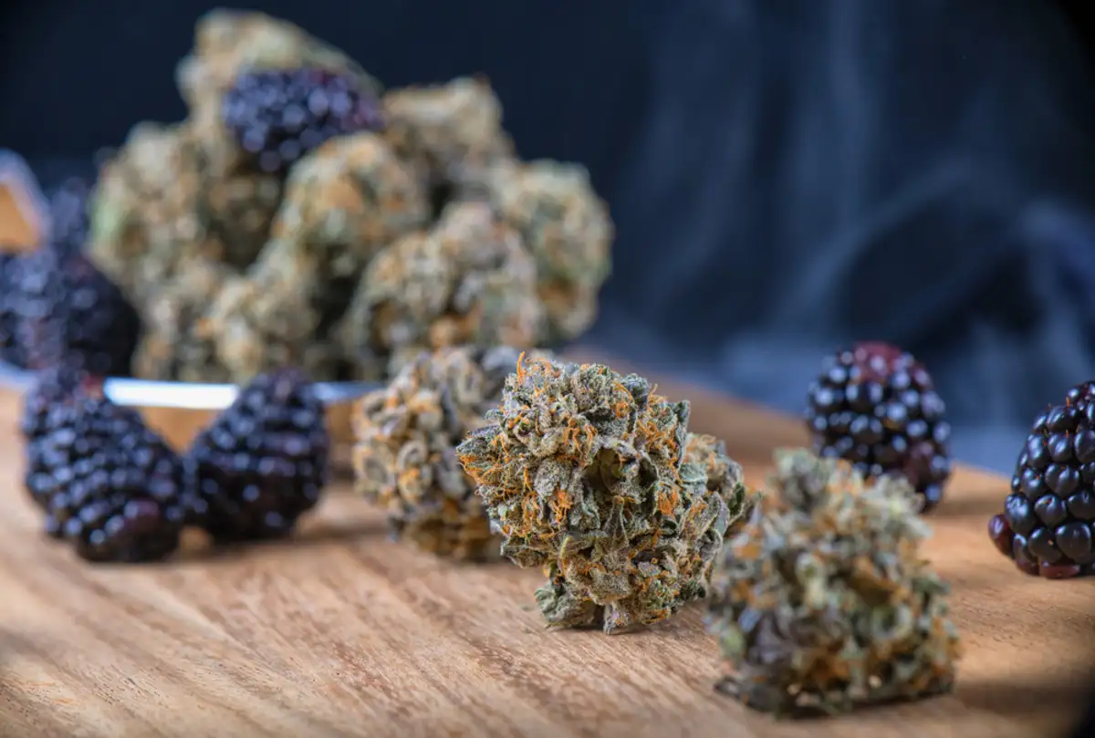 What Is Runtz: Indica or Sativa Cannabis Strain?