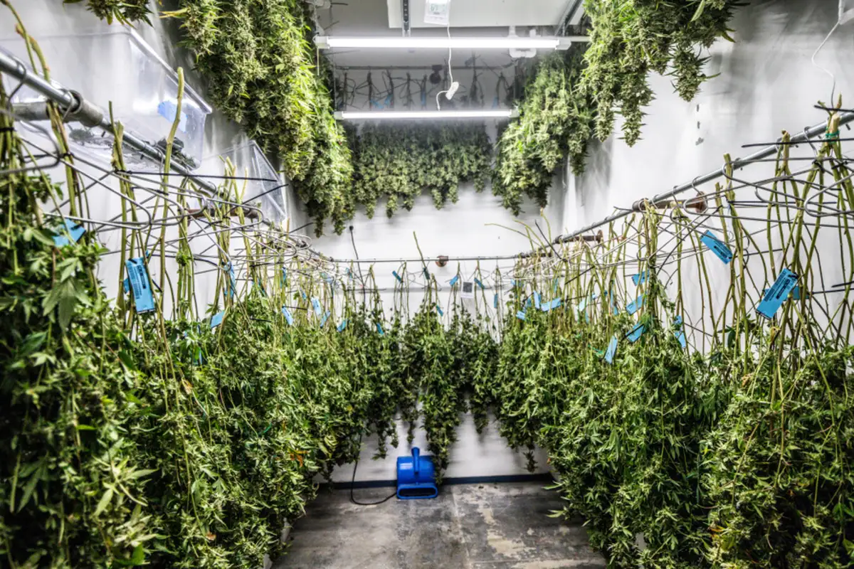 How To Dry and Cure Marijuana
