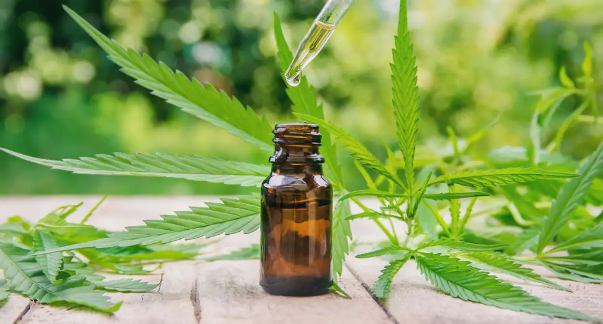 Cannabis herb and leaves for treatment broth