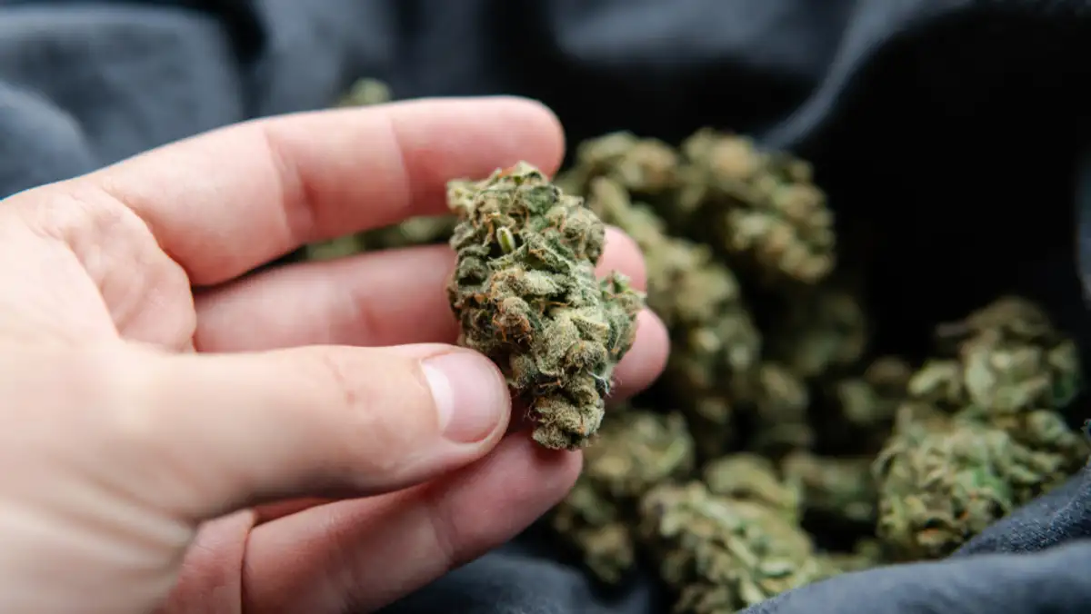 Cannabis plant Runtz