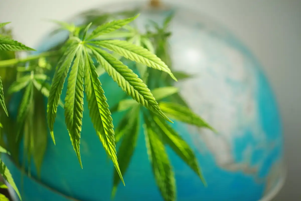 Cannabis with a background of globe