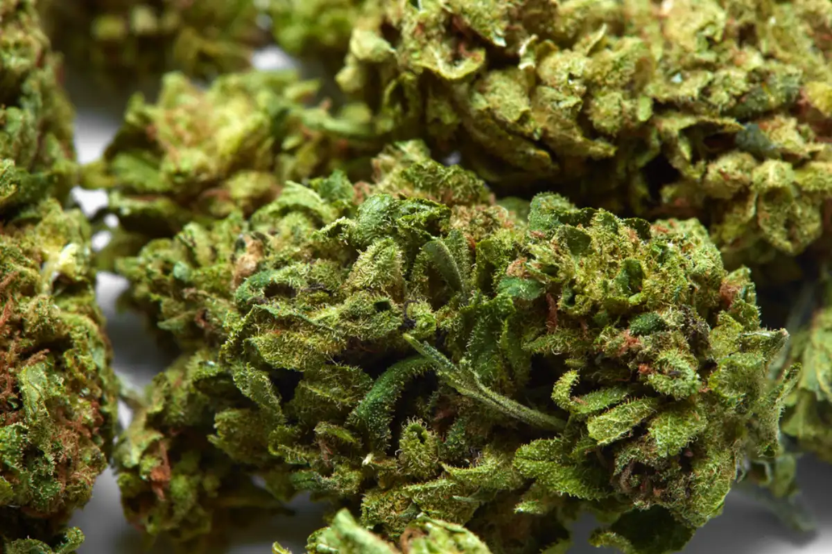 Close up of Bubbka Kush indica medical marijuana flower on white background