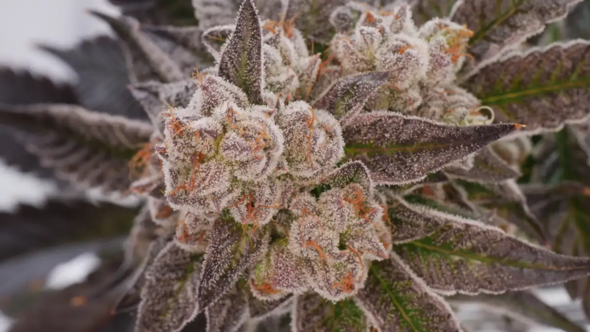 Discover Do-Si-Do Strain: Genetics, Effects and Cultivation