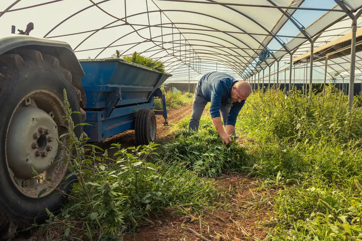 Cultivating Cannabis