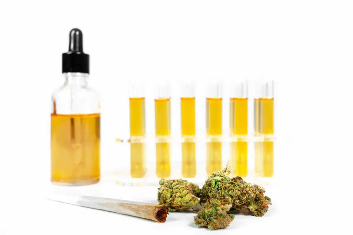 Different kind of Cannabis