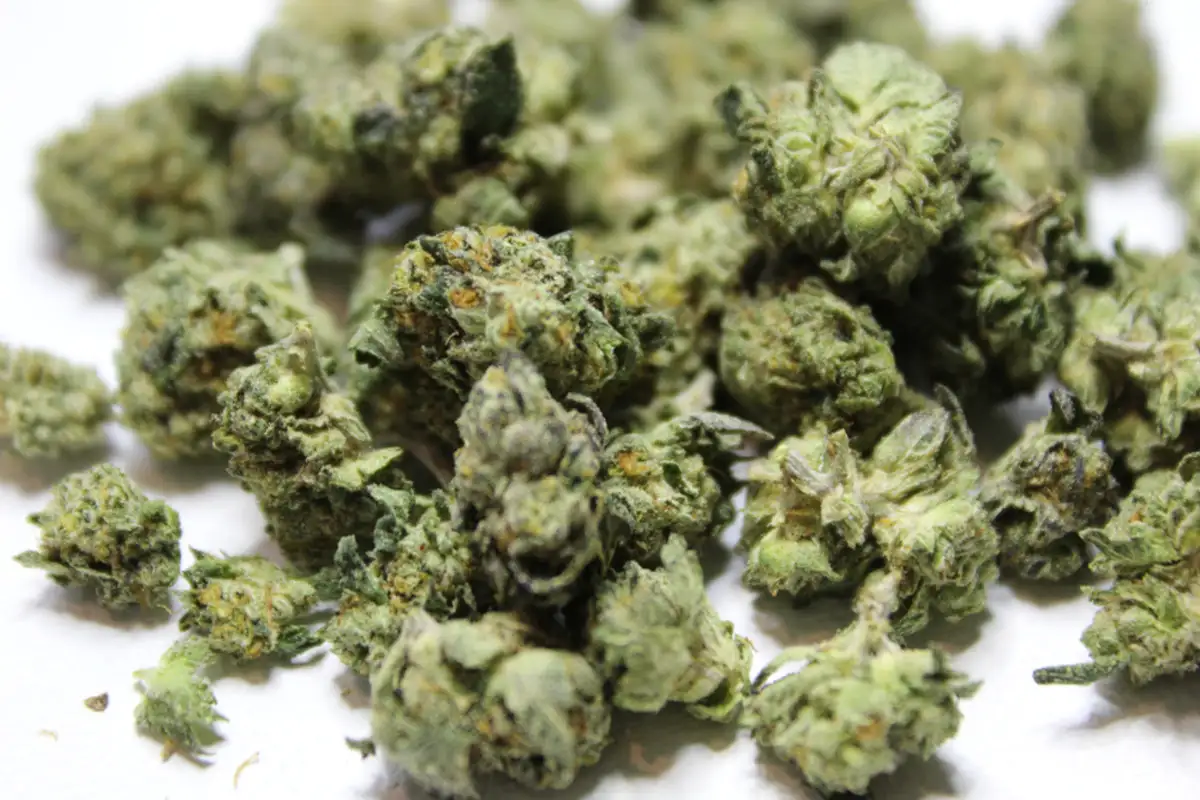 Fresh Cannabis plants