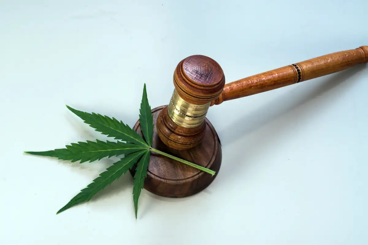 Gavel and Cannabis Leaves on the side
