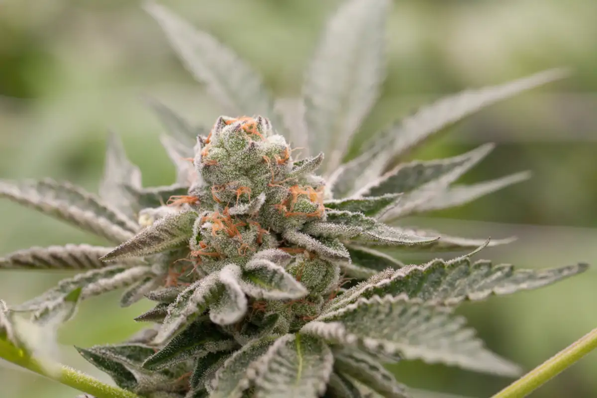 Girl Scout Cookies Strain