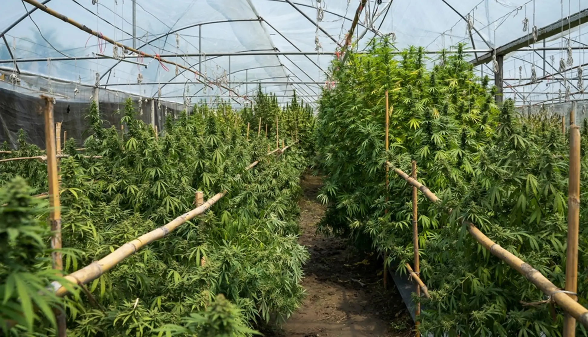 Greenhouse filled with lots cannabis plants