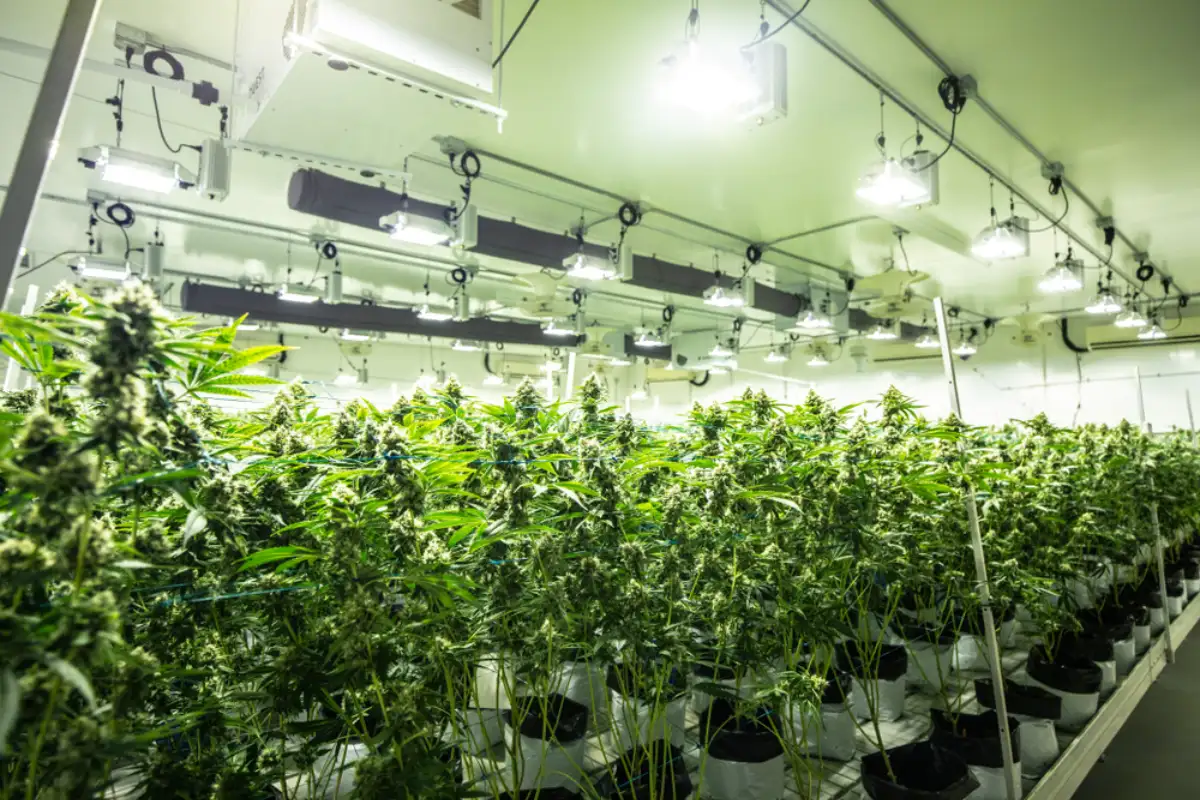Growing Cannabis Indoor
