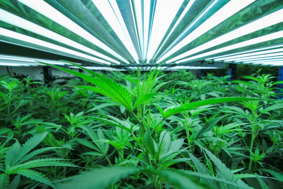 Growing Cannabis Indoor