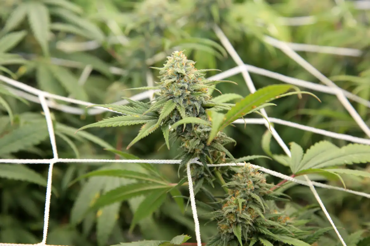 Growing Cannabis Inside 