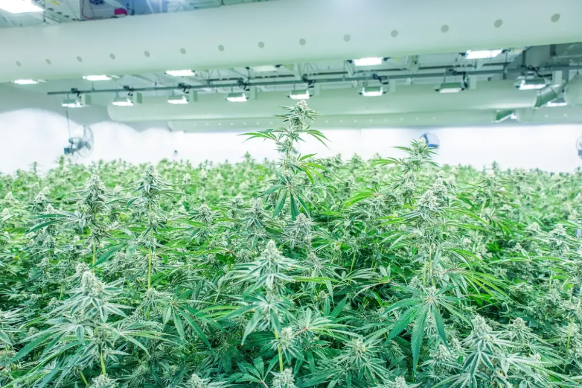 How is Cannabis Grown